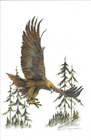 eagle flying col