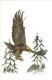 eagle flying col